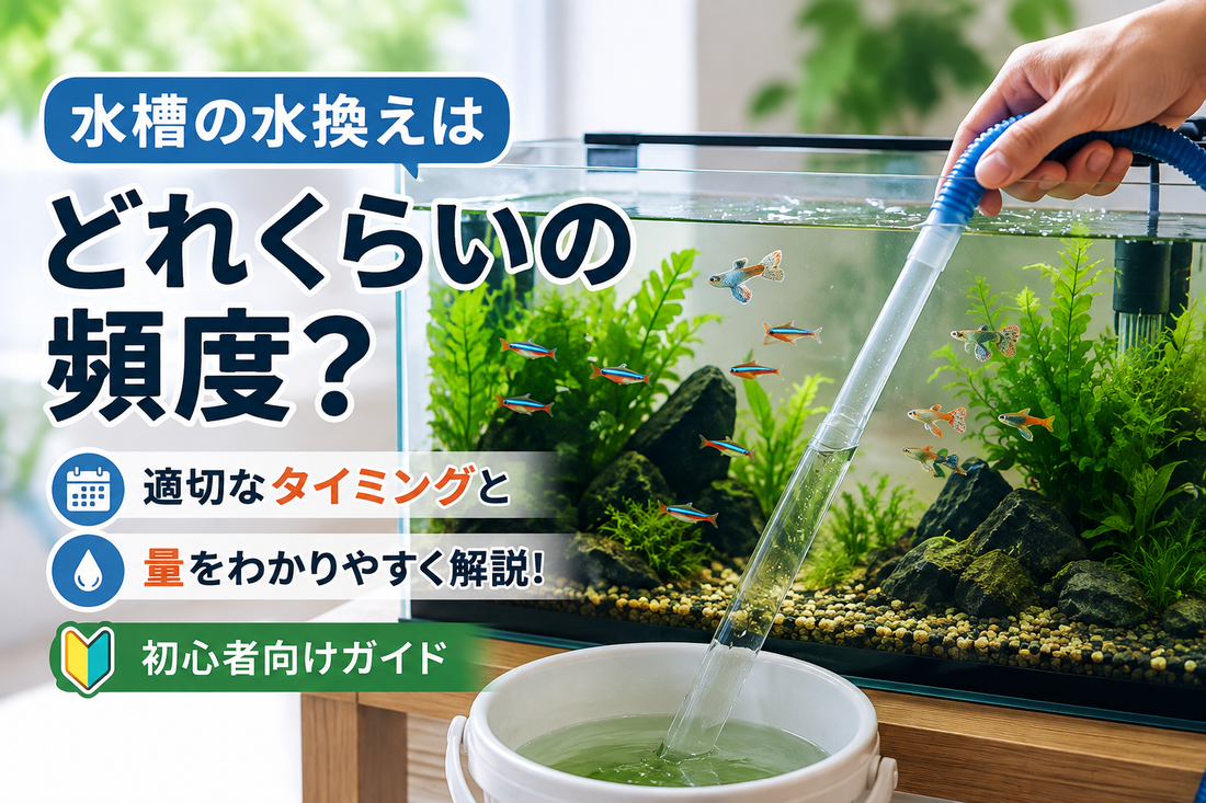 水槽の水換えはどれくらいの頻度？初心者向けに適切なタイミングと量を解説