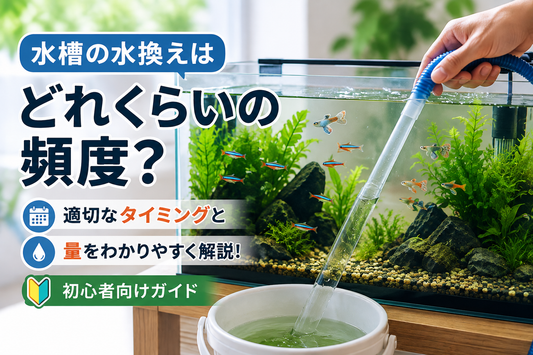 水槽の水換えはどれくらいの頻度？初心者向けに適切なタイミングと量を解説