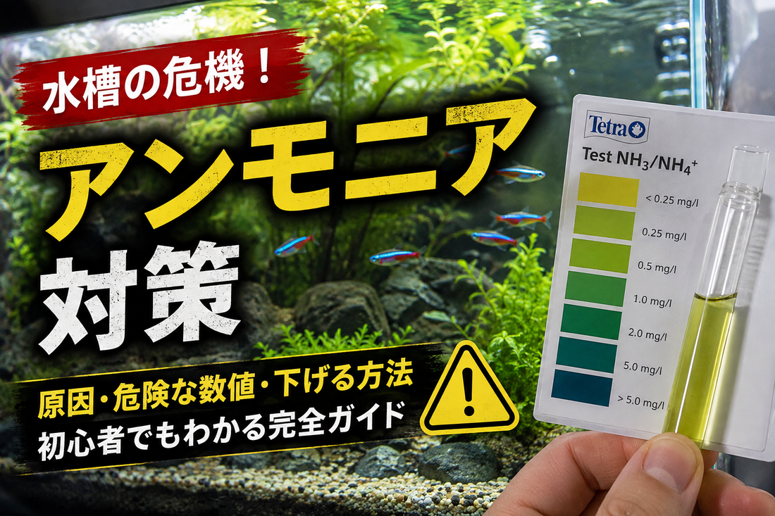 水槽のアンモニアとは？原因・危険な数値・下げる方法を初心者向けに解説