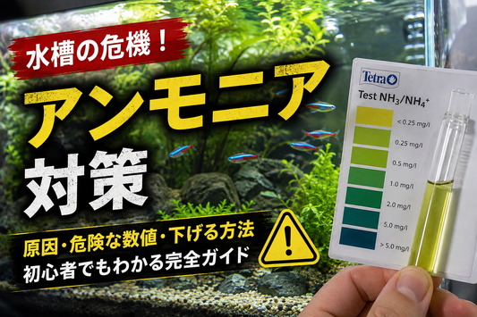 水槽のアンモニアとは？原因・危険な数値・下げる方法を初心者向けに解説