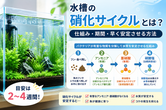 水槽の硝化サイクルとは？仕組み・必要な期間・早く安定させる方法を解説