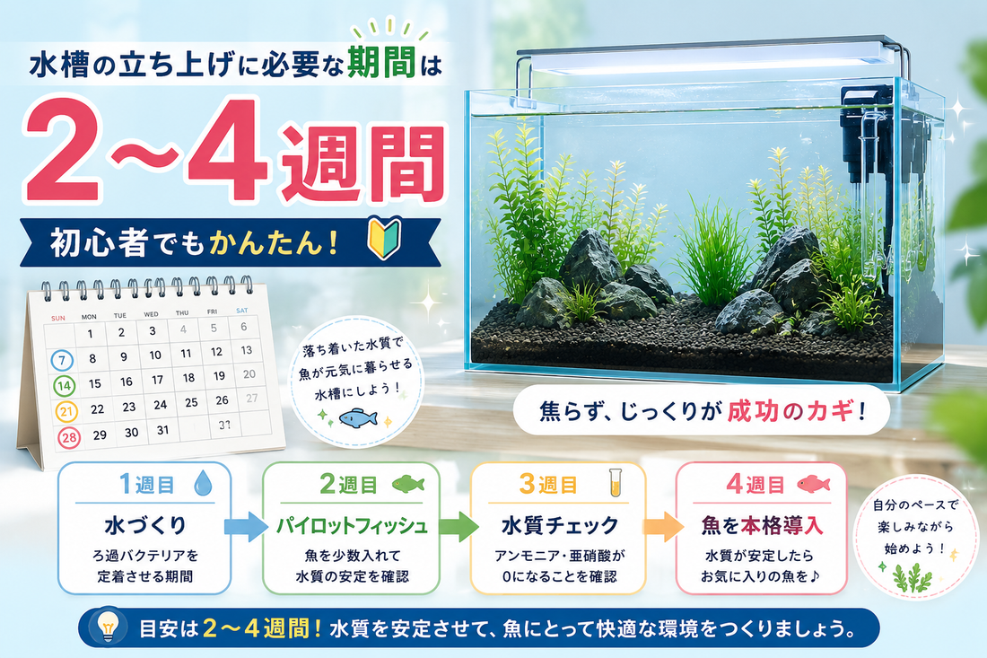 水槽の立ち上げには何日かかる？目安は2〜4週間｜初心者向けに失敗しない手順を解説