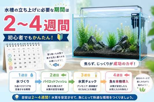 水槽の立ち上げには何日かかる？目安は2〜4週間｜初心者向けに失敗しない手順を解説